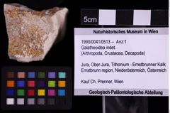 Foto (Objekt + Etiketten) von Galatheoidea indet. (NHMW-GEO-1990-0041-0513)